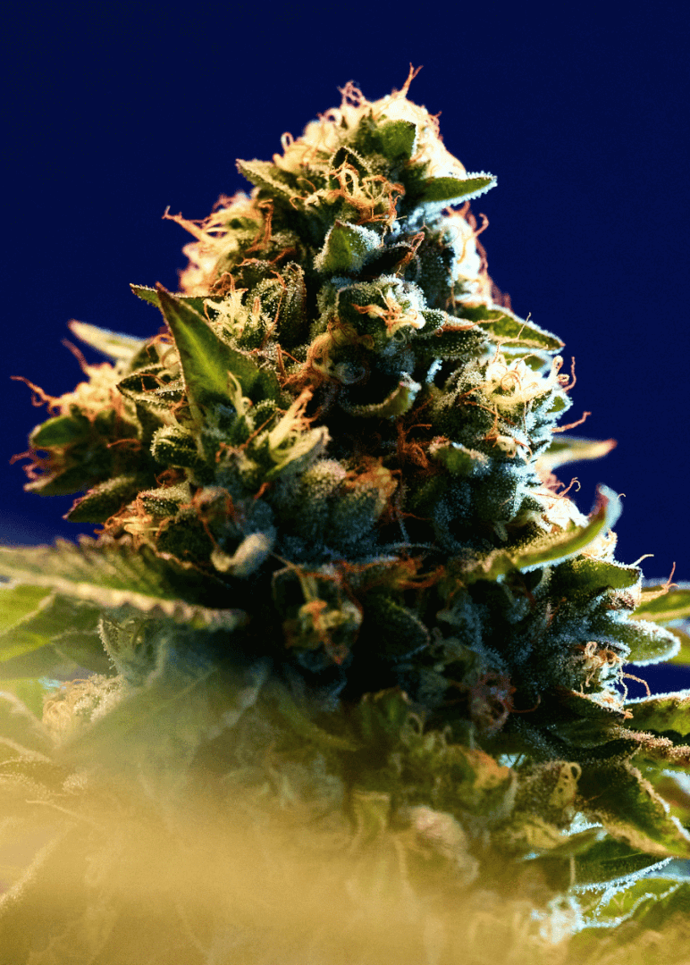 A close up shot of a large cluster of cannabis flower, the Jack Herer strain, on a growing cannabis plant, from Highway Cannabis Dispensary in Marina Del Rey.